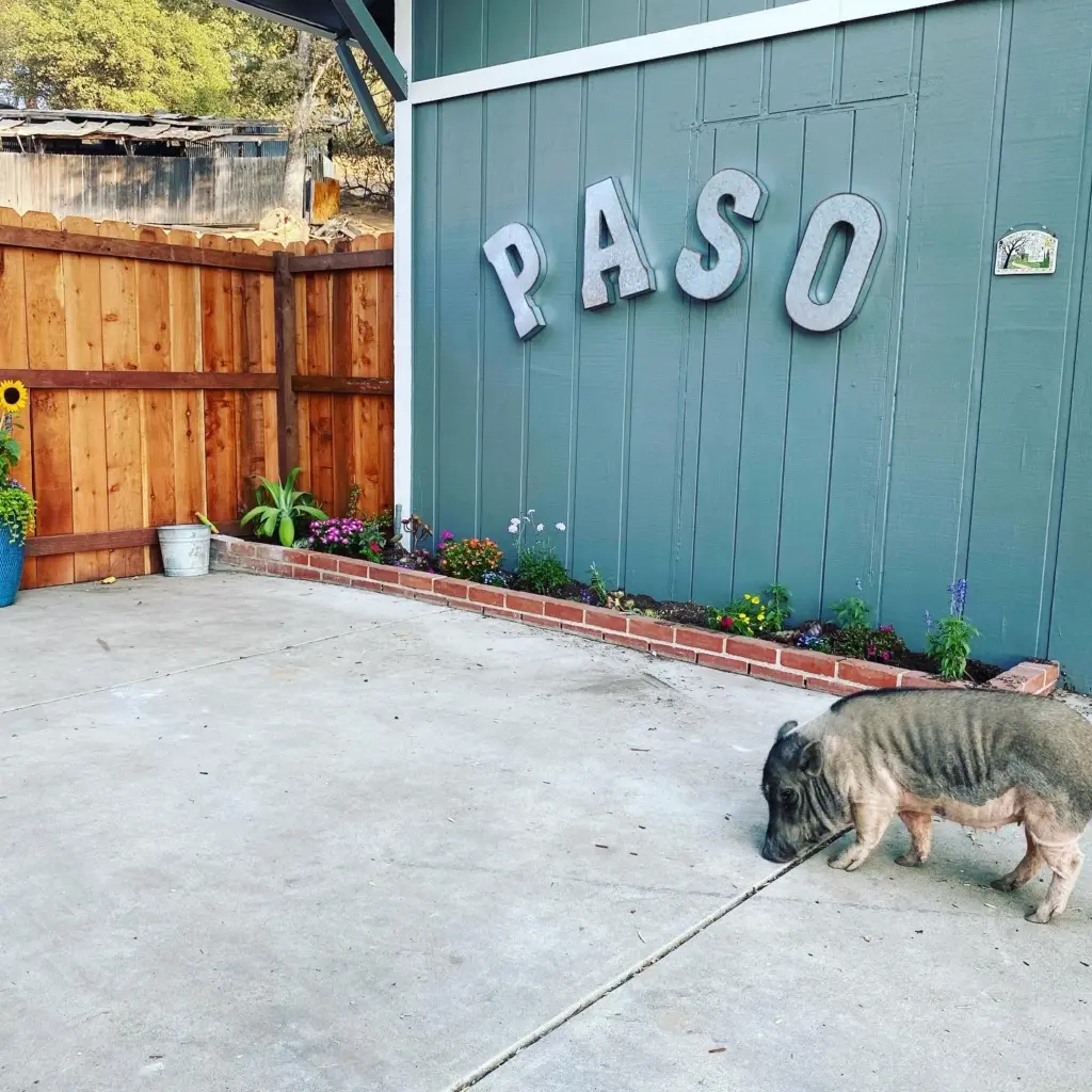 A spotted pot-bellied pig naps on the patio beside the teal barn with PASO painted on its side