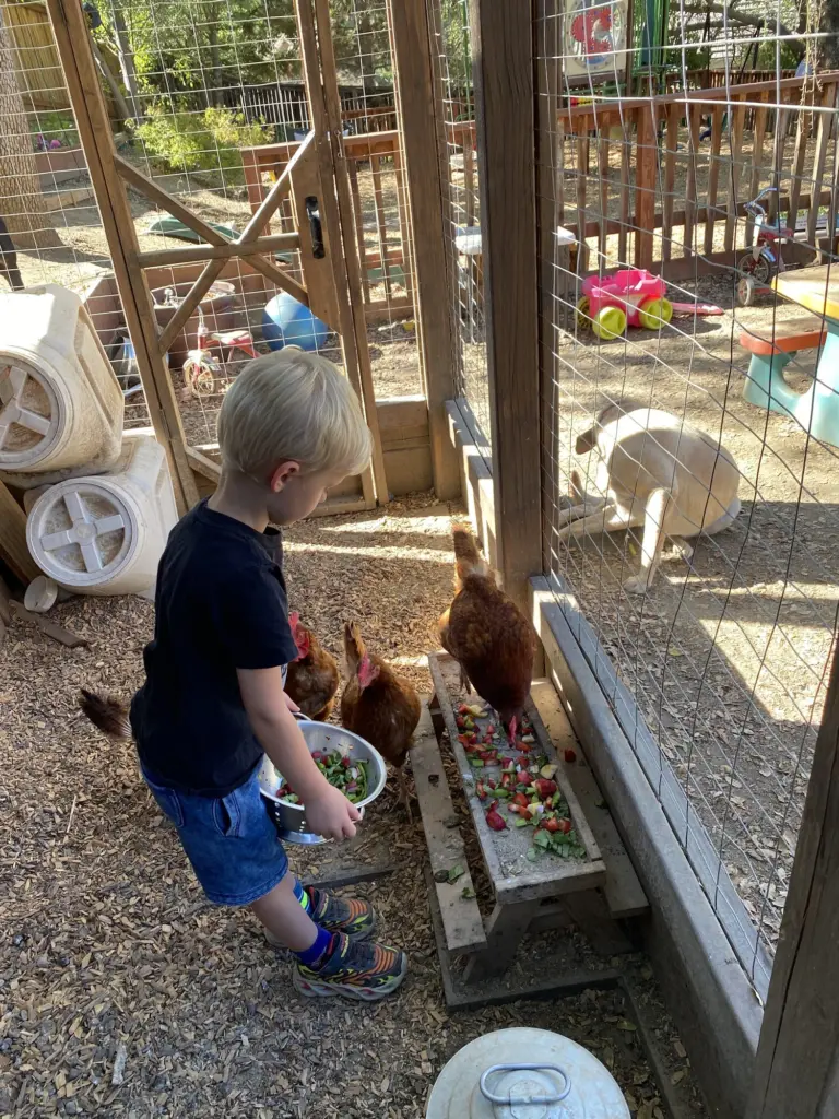 A boy crouches in the chicken run, watching the hens peck around his feet