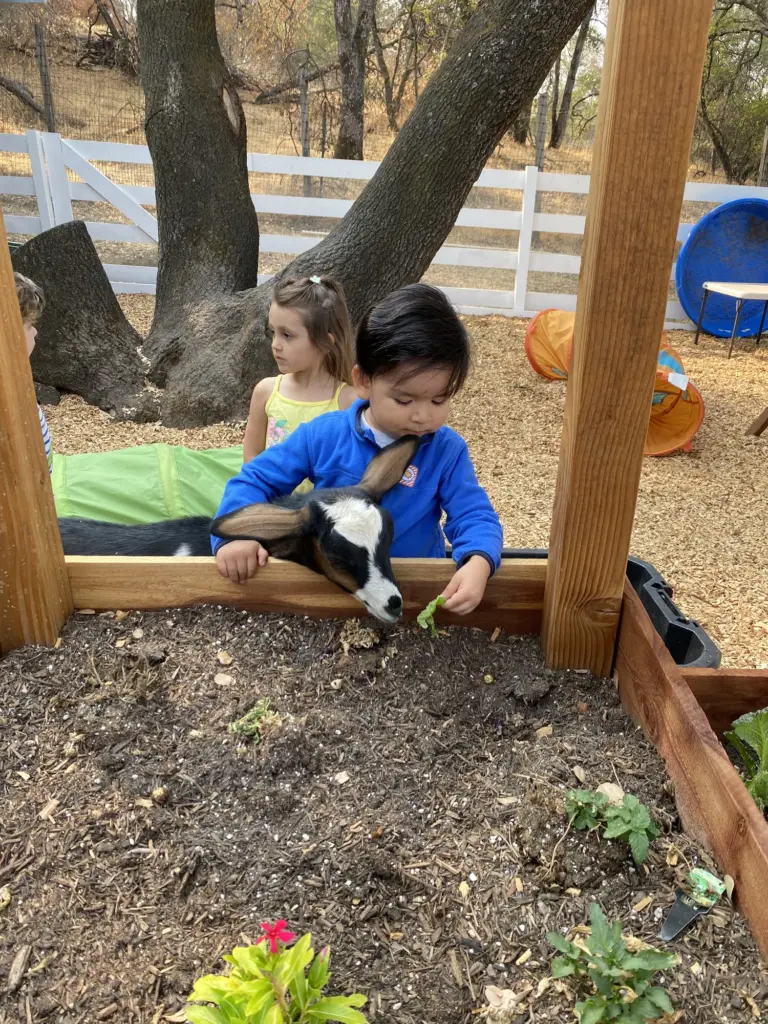 A child kneels in the soil of a raised garden bed under the oak tree