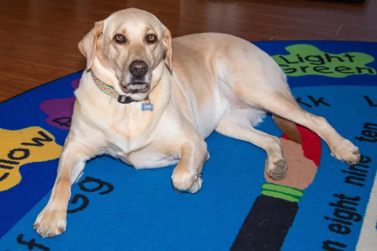 A big yellow Labrador lies on the colourful alphabet rug, looking up at the camera