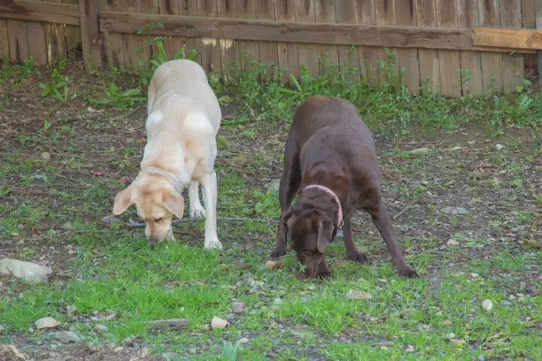 A yellow Labrador and a chocolate Labrador sniff the grass in the play yard