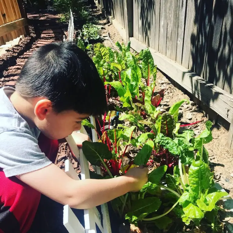 A boy leans into the raised bed to check on the leafy chard plants