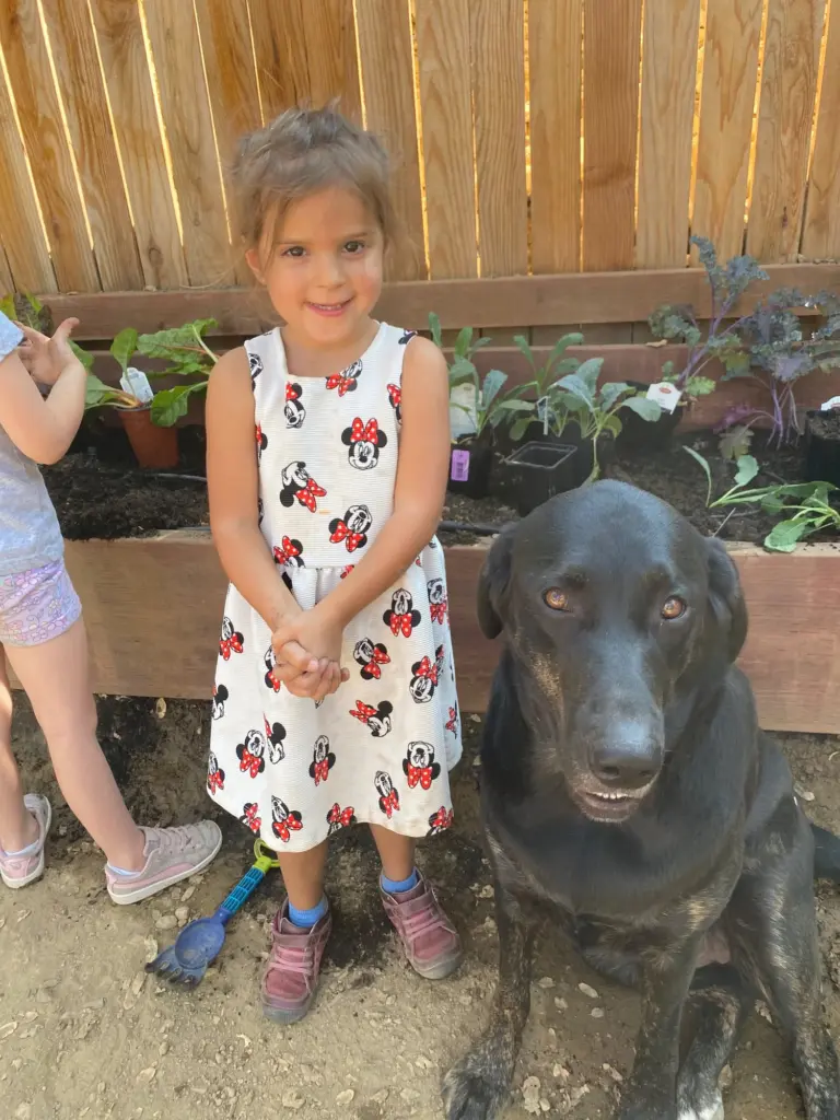 A girl in a flowered dress stands beside a black Labrador in the garden