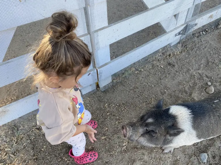 A girl with her hair in a bun leans over to look at a black-and-white pig poking its snout through the fence