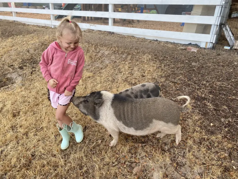 A little girl in a pink hoodie and rain boots reaches down to pat a spotted pig in the paddock