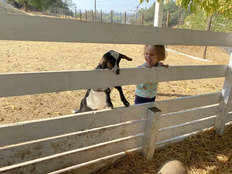 A black-and-white goat leans over the white fence rail toward a toddler on the other side