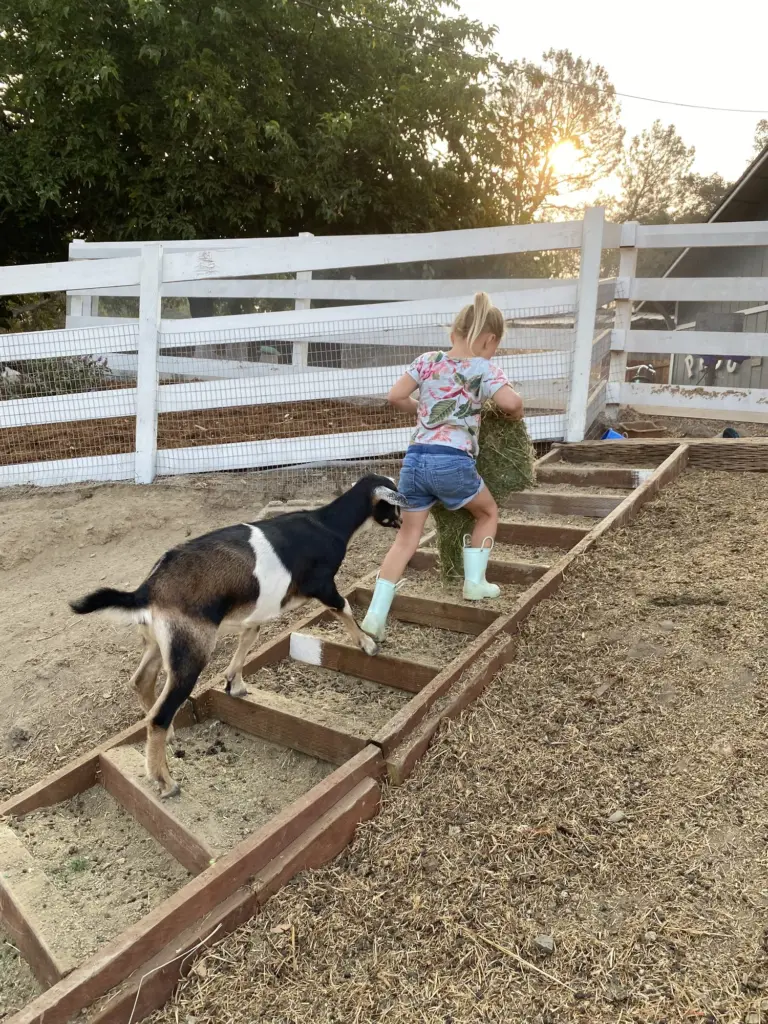 A goat trots up the wooden garden steps beside a little girl climbing the hill