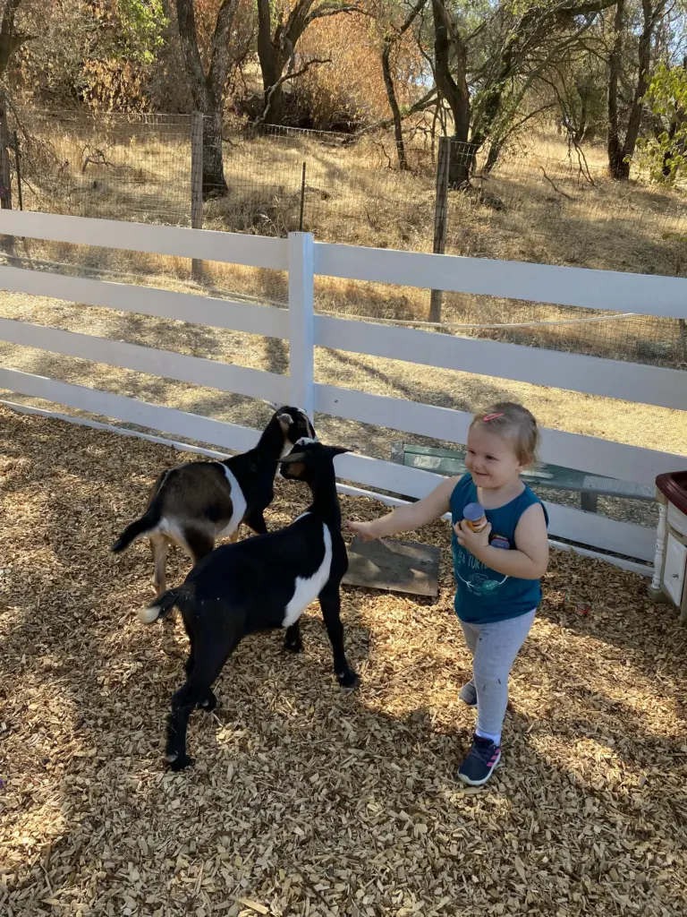 A boy stands with two black goats in the dusty paddock, oak trees and hills behind them
