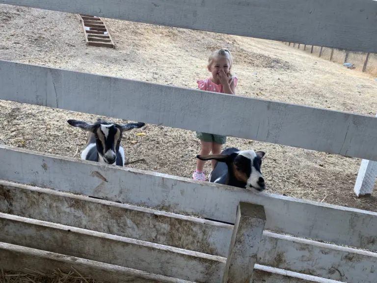 Two black-and-white goats poke their heads under the white fence rail while a child looks on