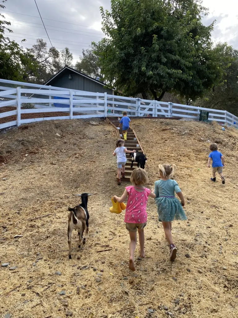Children and a small goat cross the sunny paddock toward the white fence and the oak trees