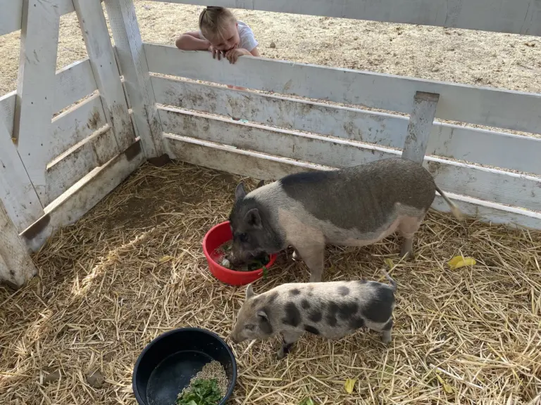 Two spotted pigs eat from bowls in a straw-covered pen while a child watches over the white fence