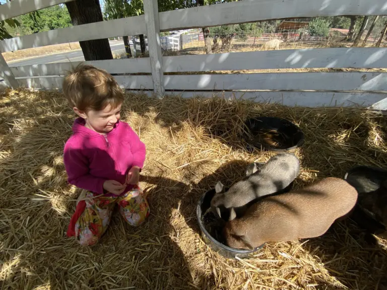 A toddler crouches in the straw next to two pigs snuggled together by their water bowl